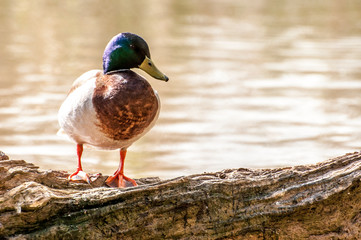 pato ánade común vuela plumaje colores agua acuático pardo 