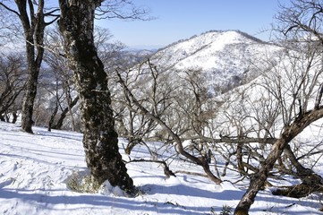 雪の丹沢山より不動ノ峰