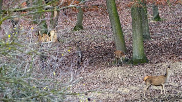 Fallow Deer (Dama dama), in autumn forest, Czech Republic. Deer in the nature habitat. Animal in the forest meadow. Wildlife scene in Europe.