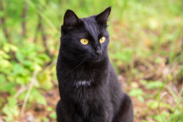 Beautiful cute black cat portrait outdoor in nature close up