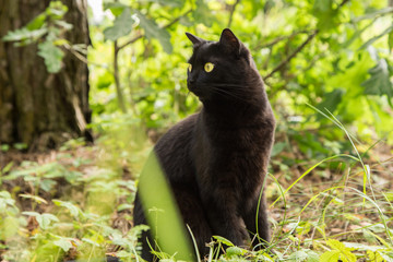 Beautiful bombay black cat portrait with yellow eyes and attentive look in green grass in nature	