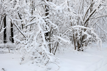 winter frost snow