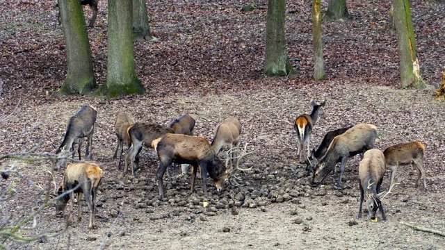 Fallow Deer (Dama dama), in autumn forest, Czech Republic. Deer in the nature habitat. Animal in the forest meadow. Wildlife scene in Europe.
