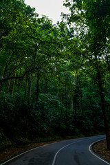 road between the forest, road full of forest
