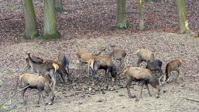 Fallow Deer (Dama dama), in autumn forest, Czech Republic. Deer in the nature habitat. Animal in the forest meadow. Wildlife scene in Europe.