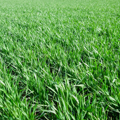 Spring winter wheat field