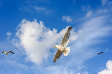Flying seagulls against a blue sky with clouds