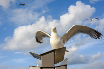 Flying seagulls against a blue sky with clouds