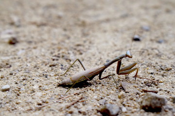 Mantis religiosa