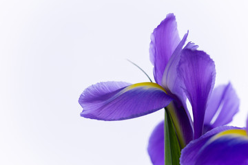 Close up photograph of delicate Purple Iris-5