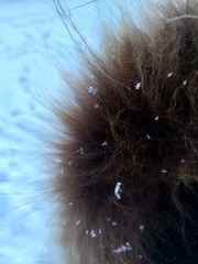 Snowflakes close-up on fur. Winter coat of the animal. Fluffy fur in snowflakes.