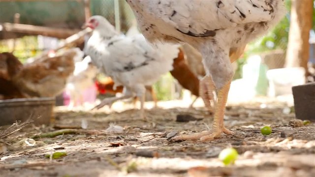 Chicken walks on the ground. Close-up. Slow motion