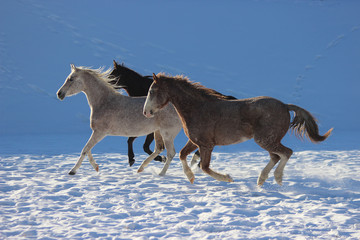 in the snow galloping horses of a thoroughbred Arabian breed and American curly