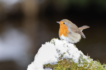 Rotkehlchen im Schnee