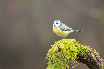 Blaumeise auf Moosstamm