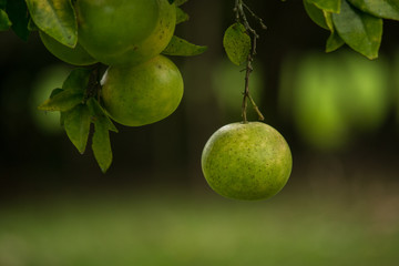 natural orange hanging from the tree
