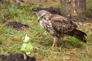Mäusebussard trifft Frosch