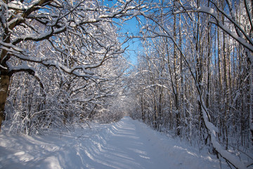 Winter forest road