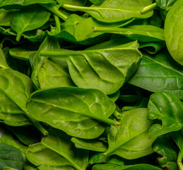 Baby Spinach