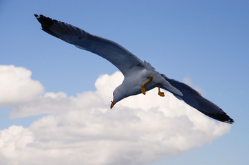 seagull in flight