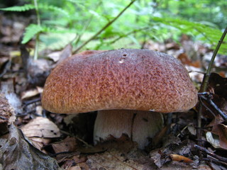 mushroom in forest