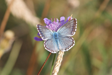 Chalkhill Blue Butterfly, Polyommatus coridon, feeding on flowers in the meadow.
