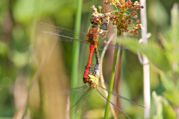 A pair of Ruddy darters, Sympetrum sanguineum, mating. 