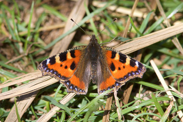 A Small Tortoiseshell butterfly, Aglais urticae, resting in the grass.