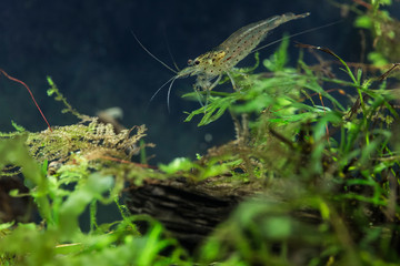 Caridina multidentata, Amano-shrimp