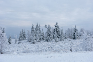 Winter pine trees, Christmas concept