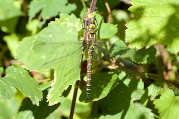 A female Southern Hawker, Aeshna cyanea, resting in the sunshine.