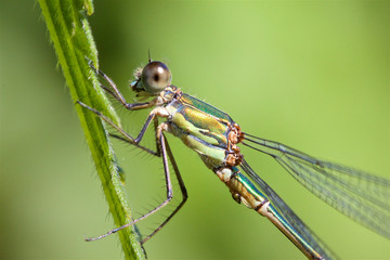 A Willow Emerald Damselfly, Chalcolestes viridis, resting on a grass stem. 