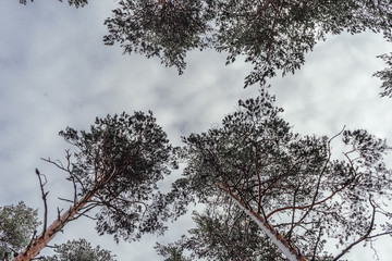 Trees from underneath towards the sky
