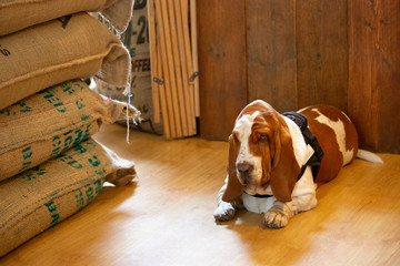 dog sitting in front of wall