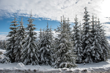 Winter trees covered with fresh snow