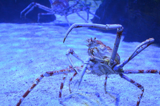 Close up of a huge spider crab with long thin tentacles in an aquarium on the sand. Bottom view.