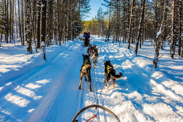 Ride on Finnish Husky Dog © Kushnirov Avraham