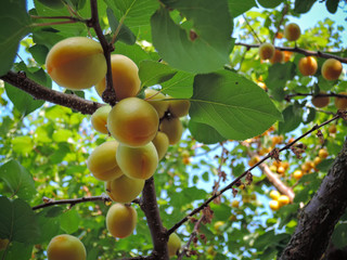 fresh apricots