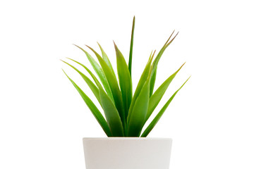 Small houseplant