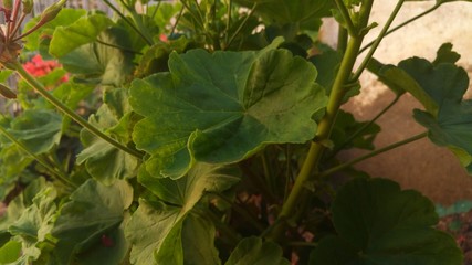 green plants filling the garden