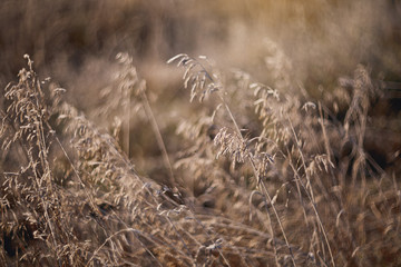 frozen grass in the sun light, abstract background.