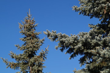 pine tree in winter