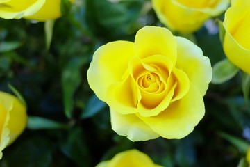 Close up a beautiful yellow rose blossom on a bunch of flowers with blur green background