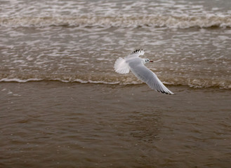 Mouette