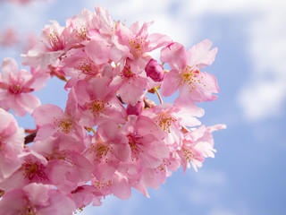 満開の河津桜のアップ