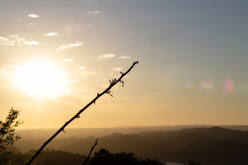  silhouette of a branch in the mountain at dawn