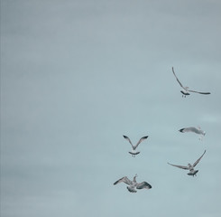 Mouette