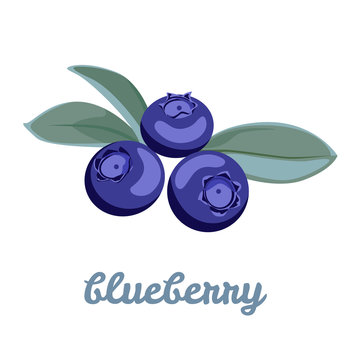 Blueberry. Vector simple illustration of forest berries with leaves isolated on white background. Flat style.