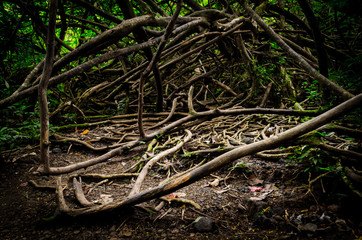 Enormus branch knot in a forest near Honolulu, US