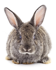 Gray rabbit isolated